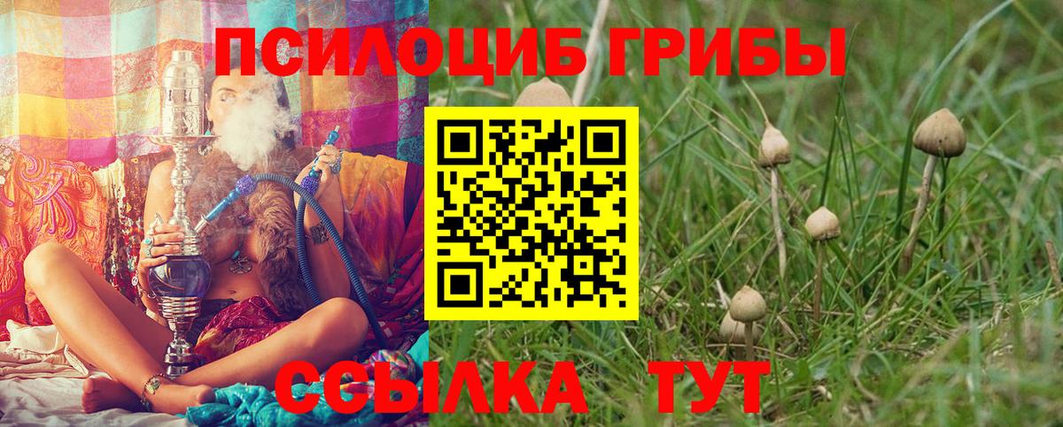 Псилоцибиновые грибы Psilocybe Казань